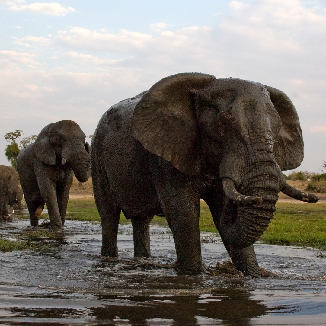 Chobe National Park safari extension with Kruger