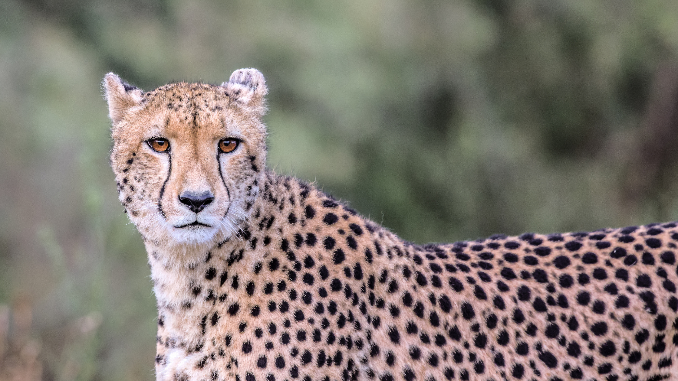 Ultimate South Africa tour Johannesburg Kruger Cape Town