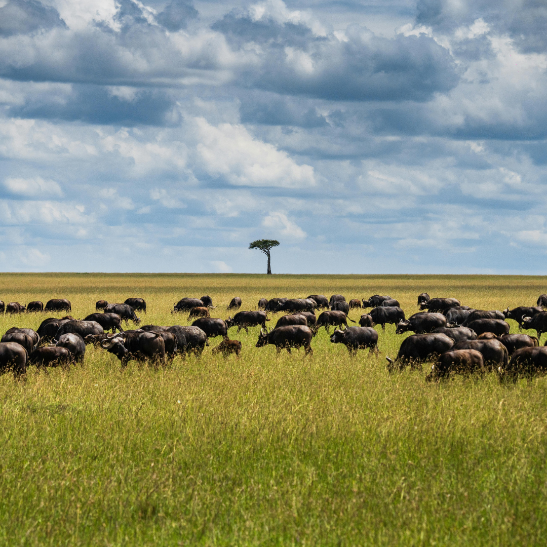 Serengeti National Park