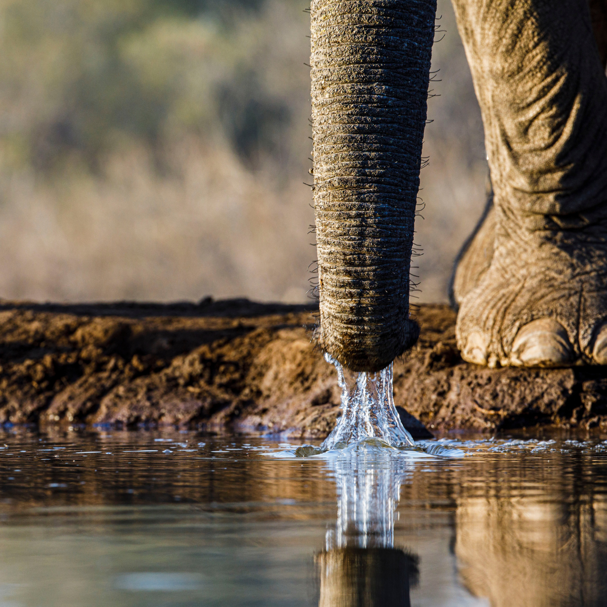 Safari boat and wildlife in Botswana and Chobe National Park