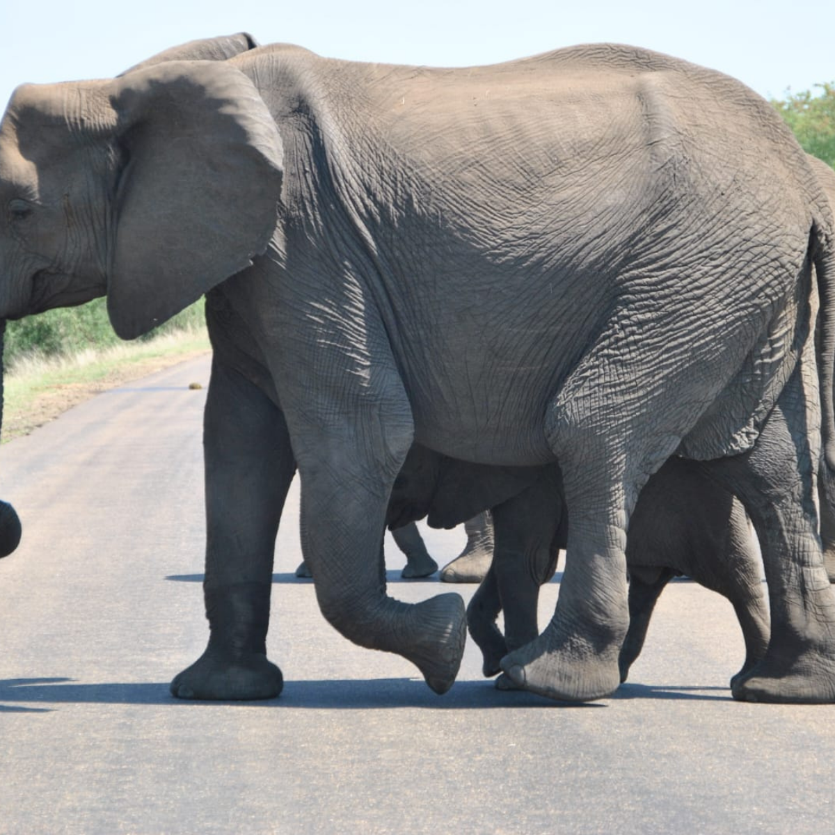 Elephant walking in Kruger National Park