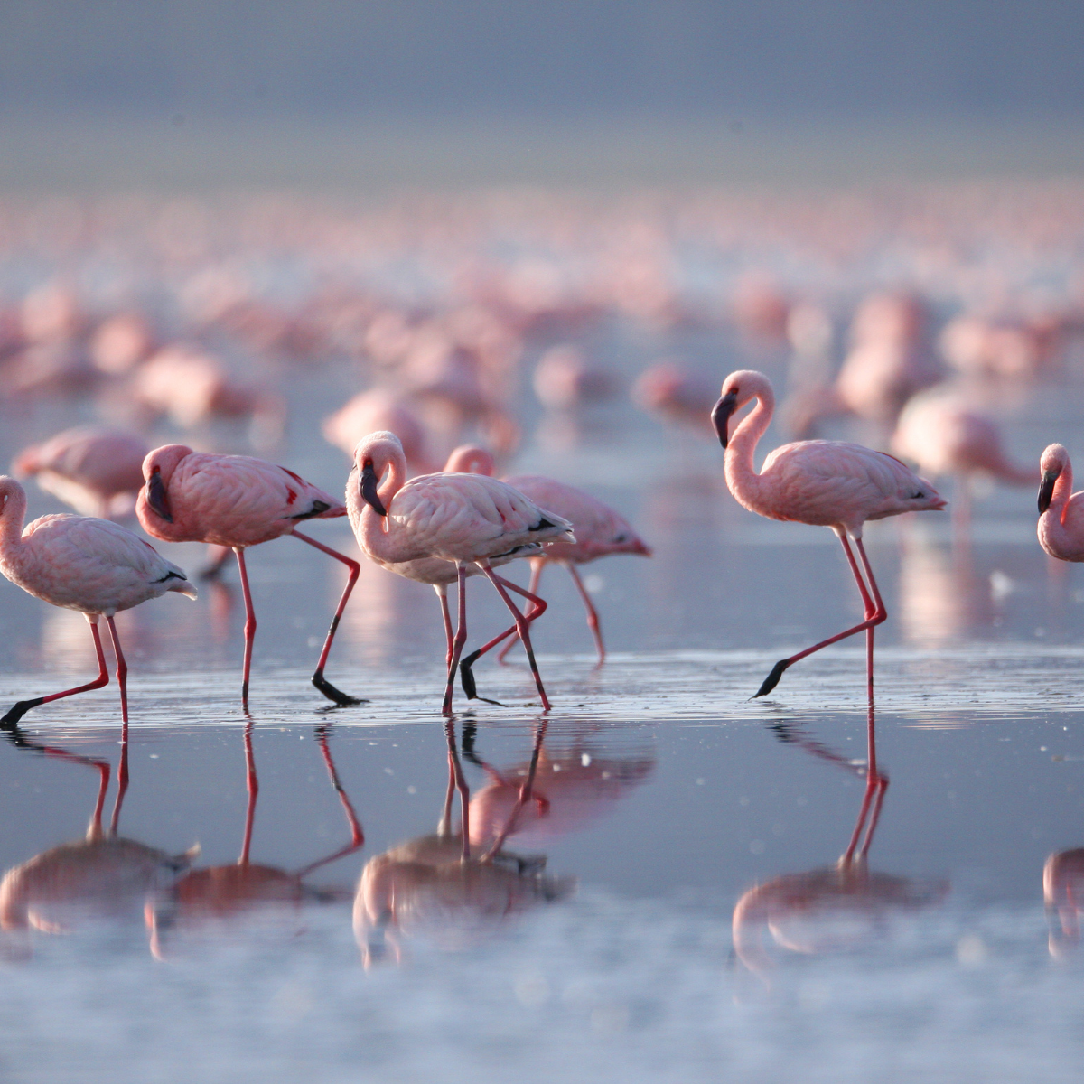 Lake Nakuru and wildlife on a Kenya safari tour