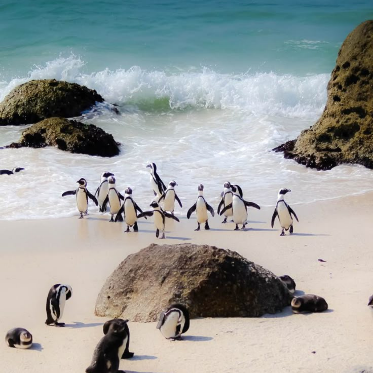 Cape Town and penguins at Boulders Beach
