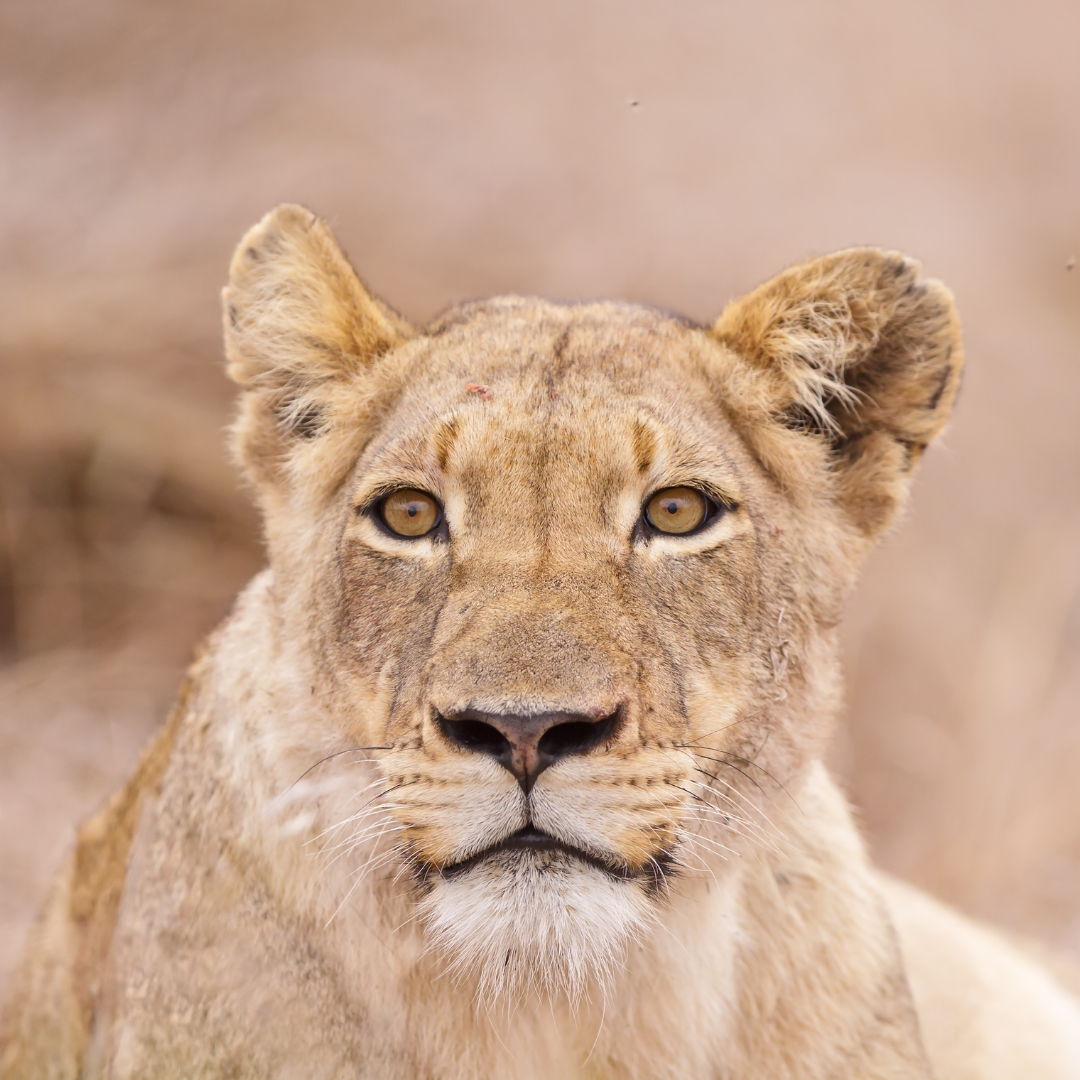 Lions on a Kruger National Park safari from Cape Town