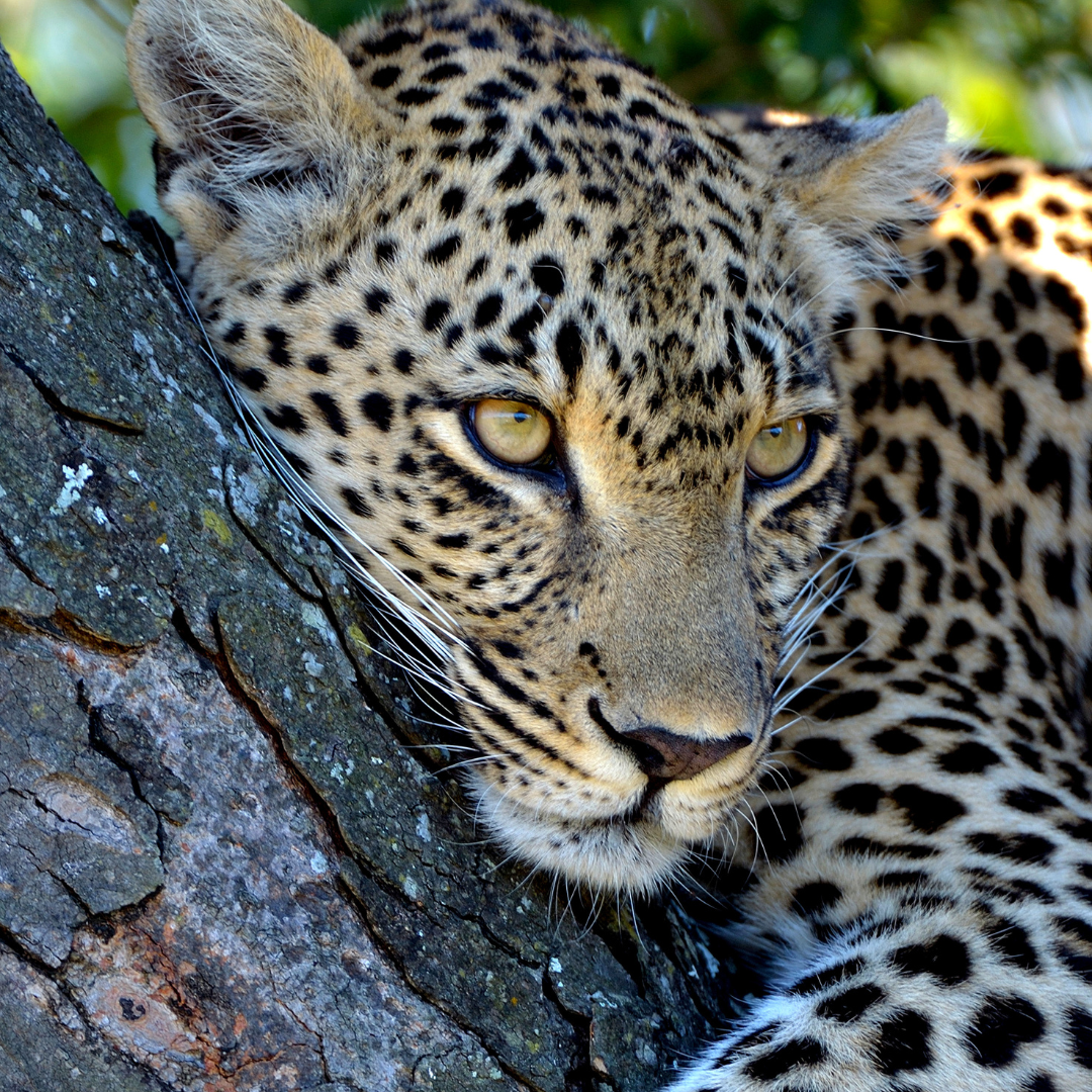Sabi Sands luxury safari after visiting Cape Town