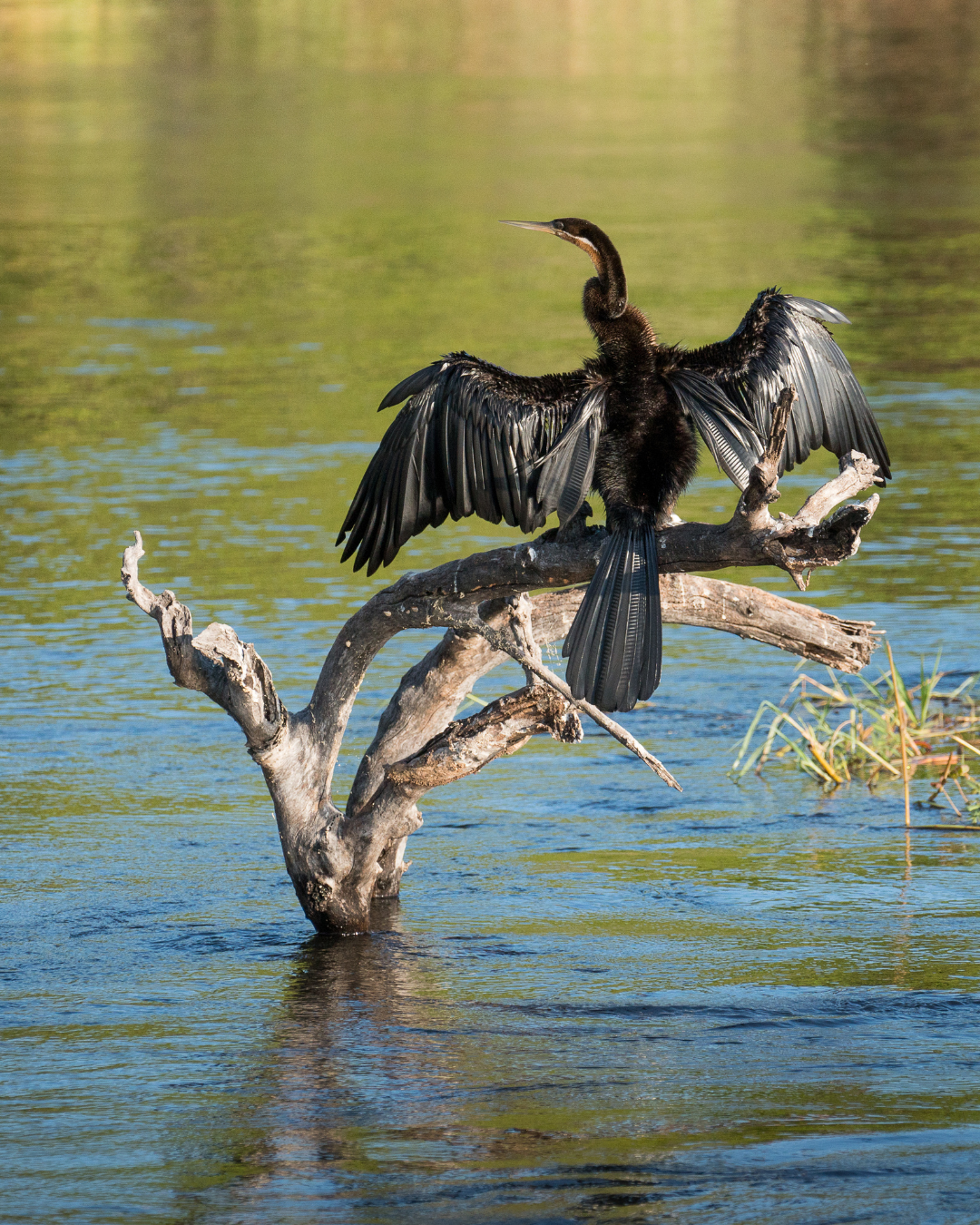 African Darter on Chobe River