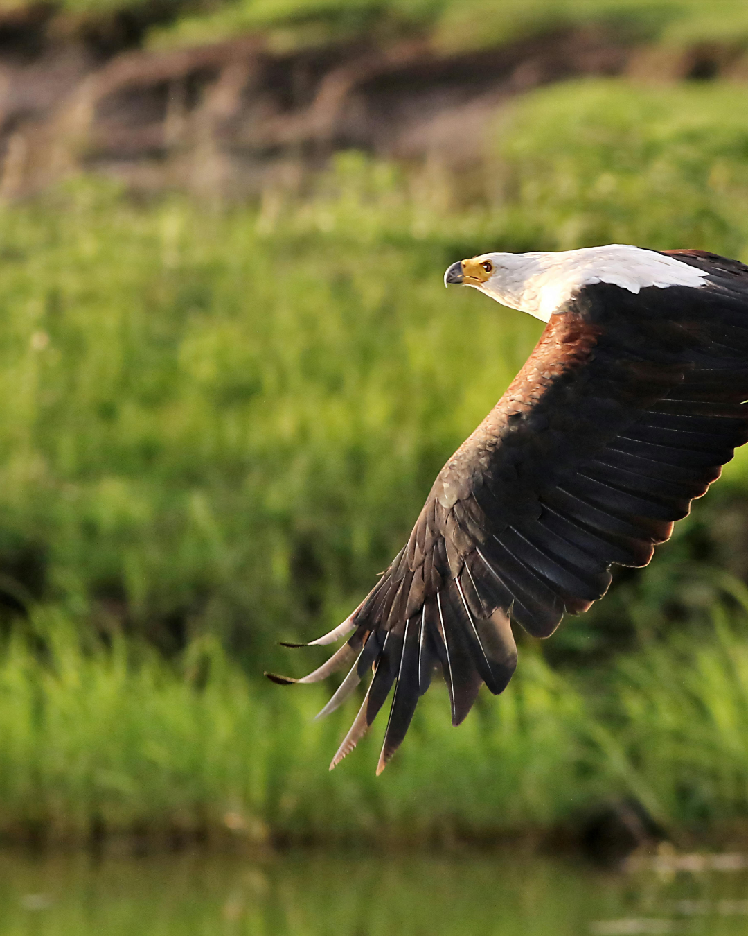 Birding safaris in Africa