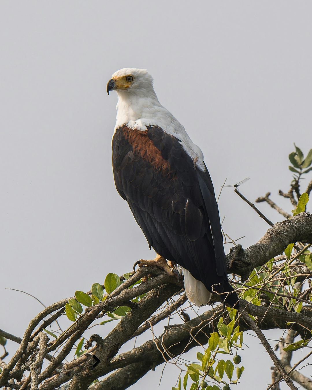 Victoria Falls birding extension