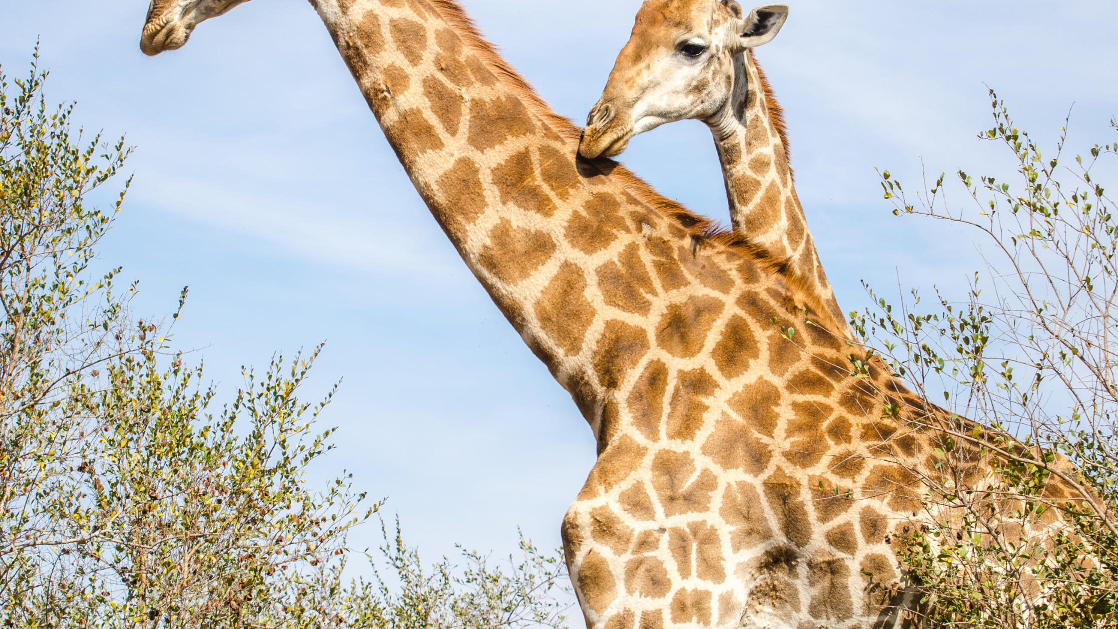 Young giraffe, like those at Nairobi's Giraffe Centre