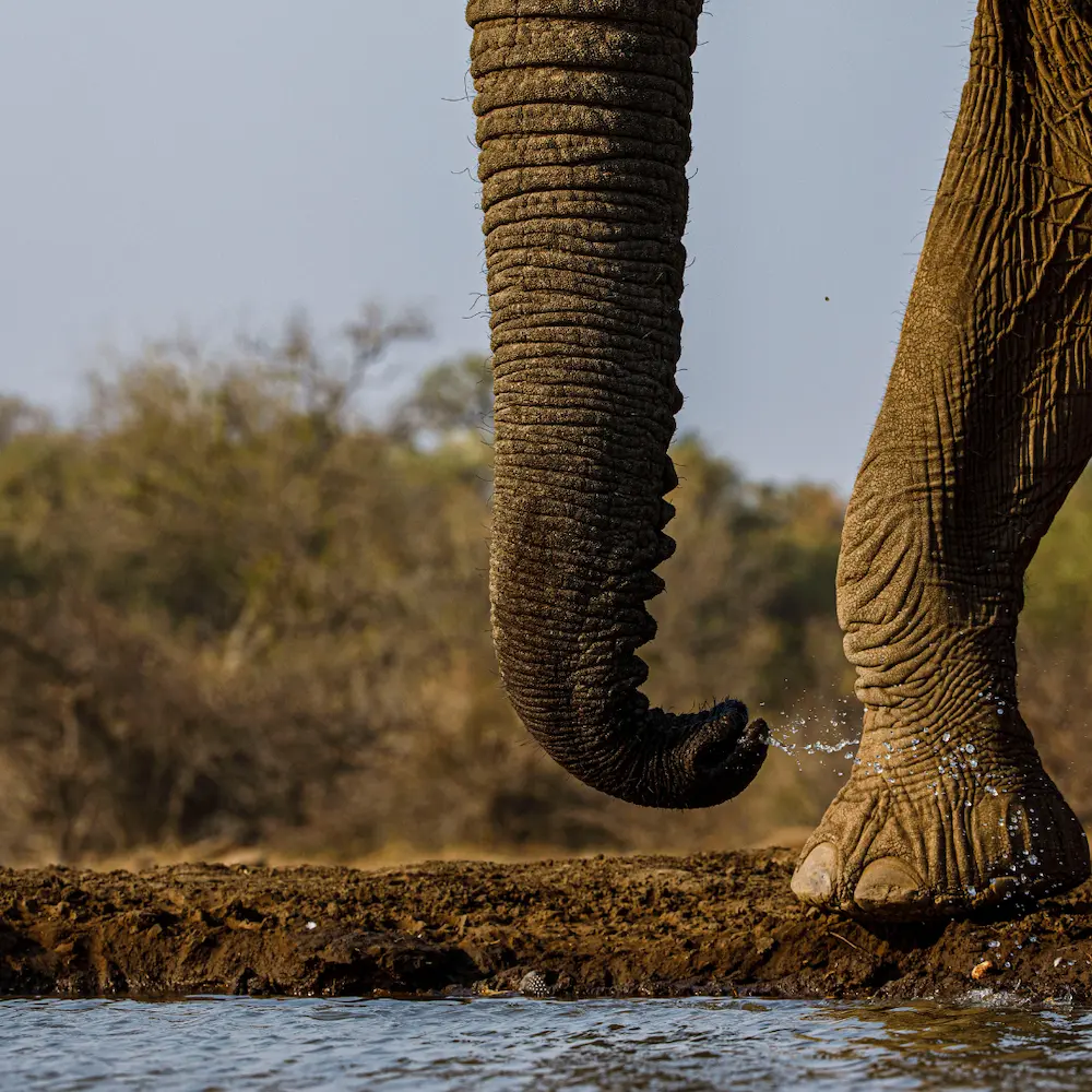 Botswana safari with elephants and river