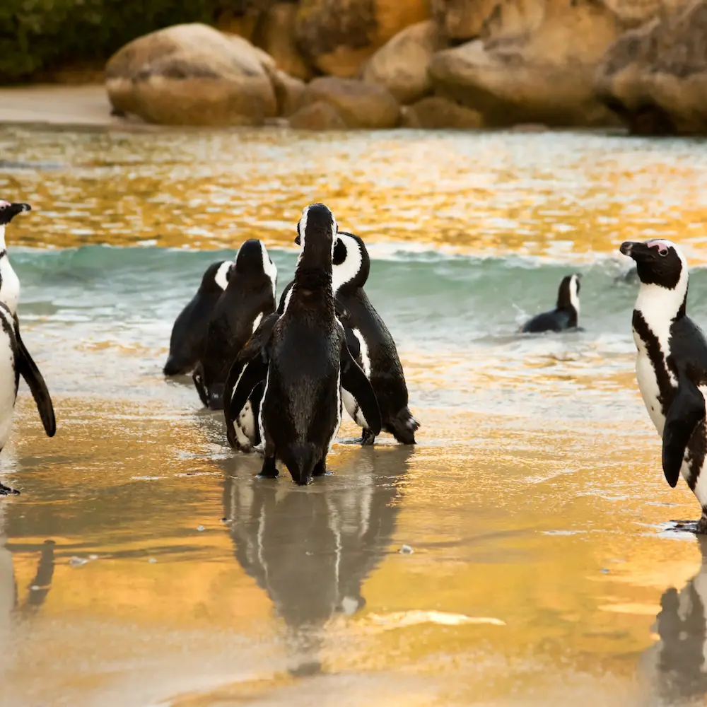 Boulders Beach Penguins Cape Town