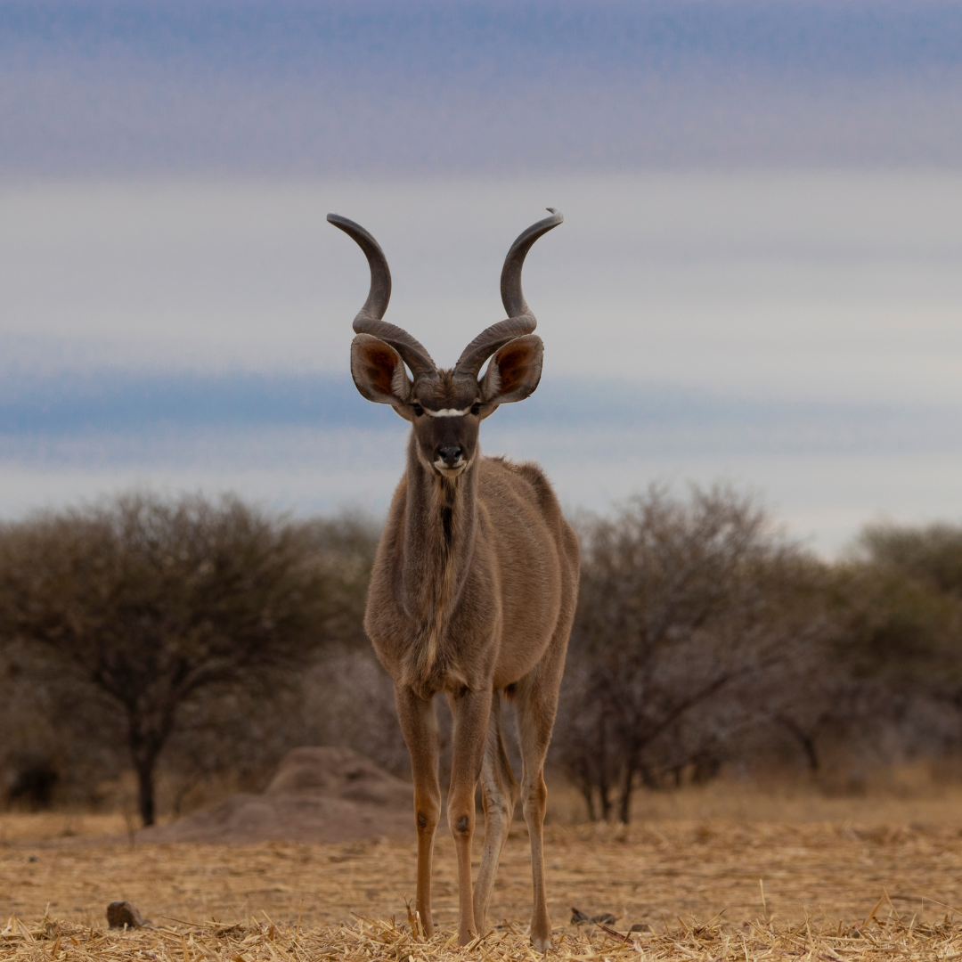 Kruger National Park safari