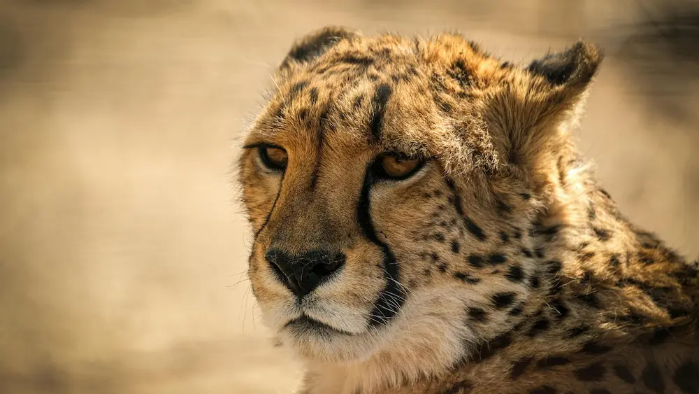 Ann Van Dyk Cheetah Centre Tour