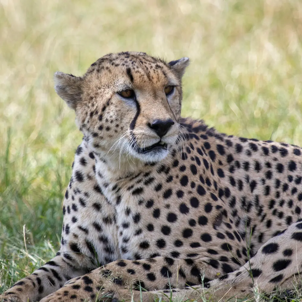 Botswana safari sunset over the savanna