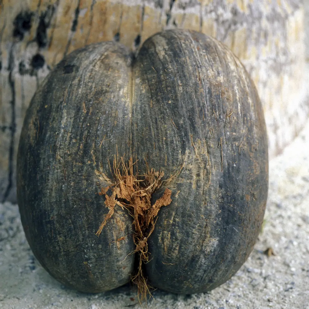 Praslin Island Seychelles