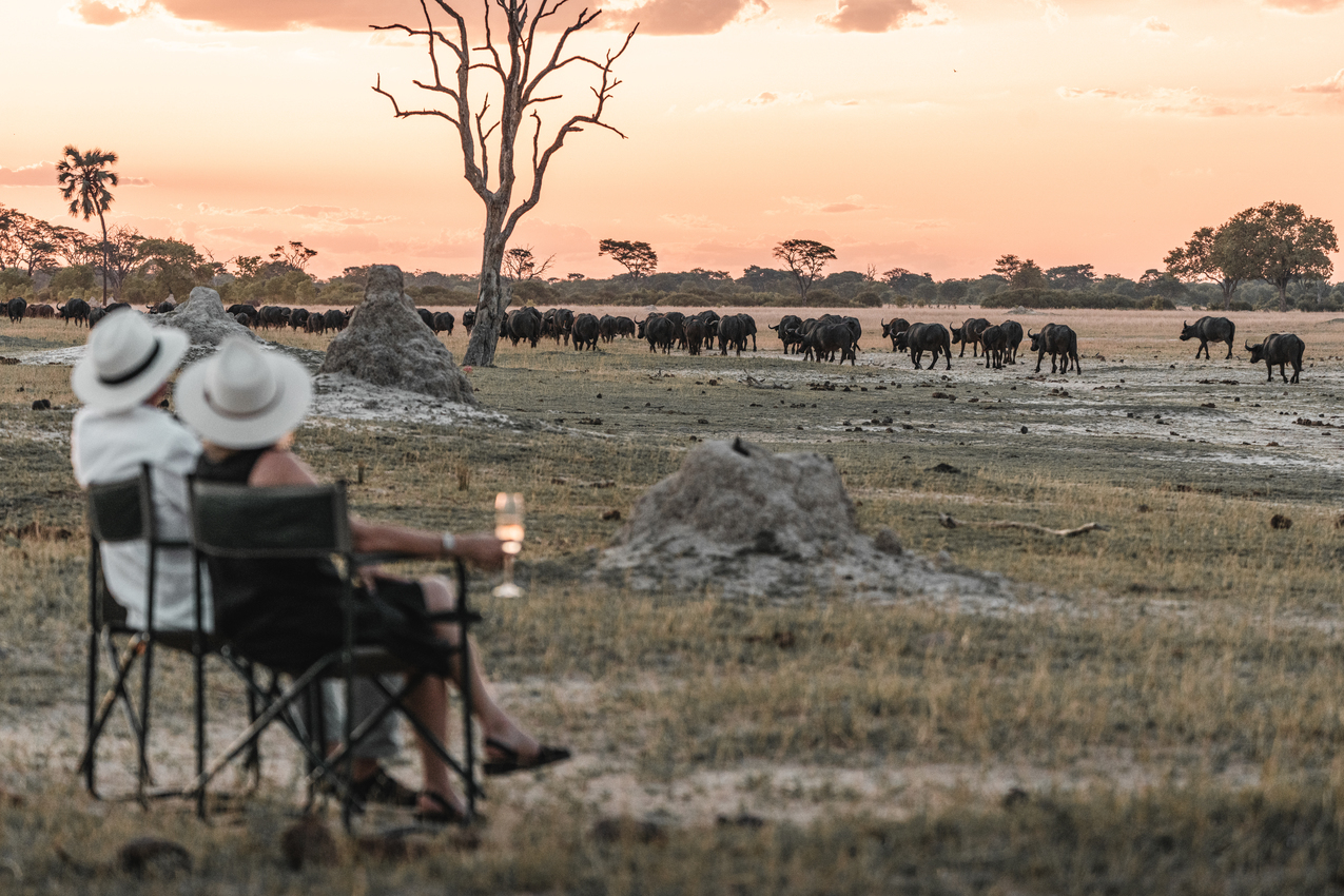 Couple watching a herd of buffalo in Hwange