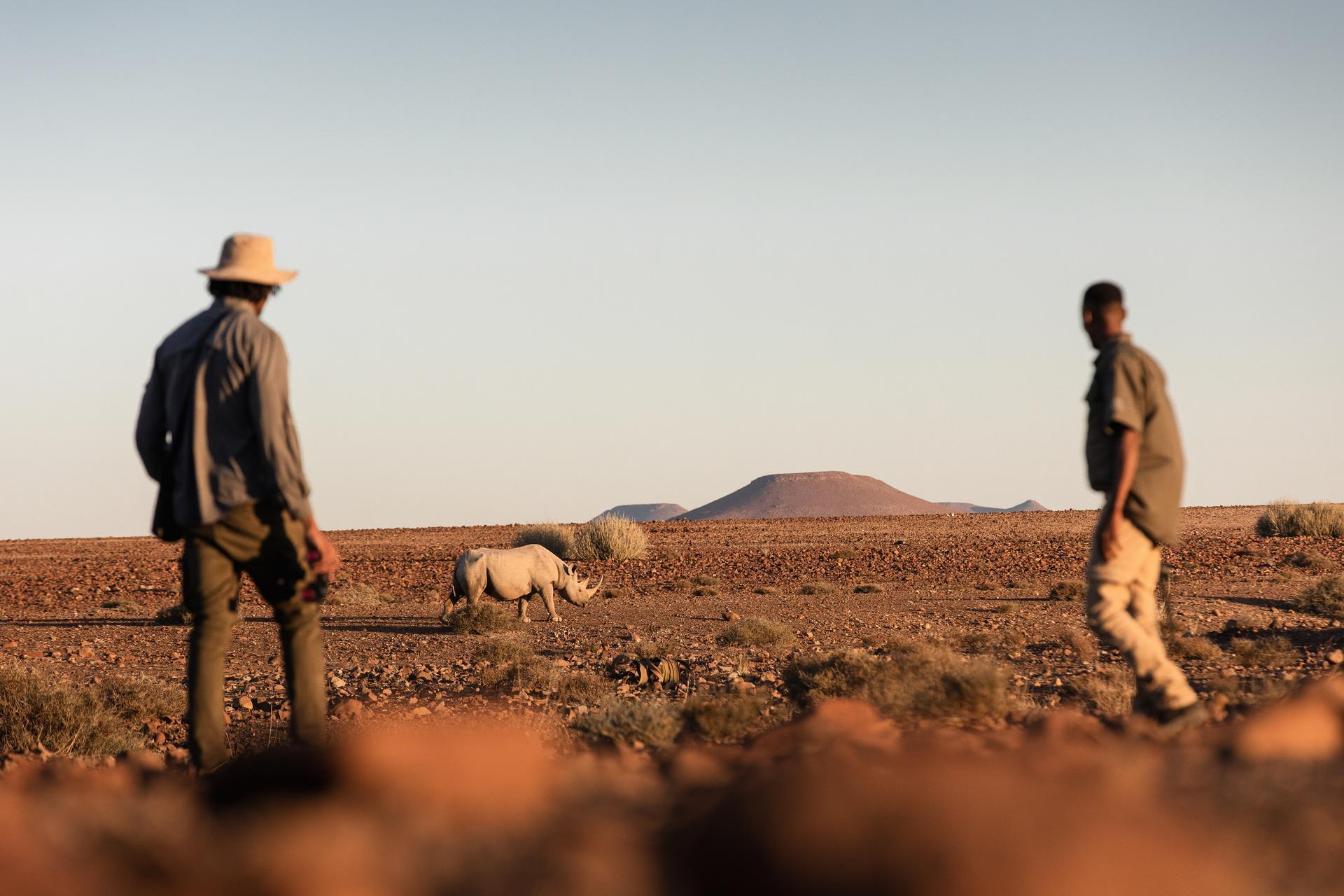 Black rhino tracking in Damaraland