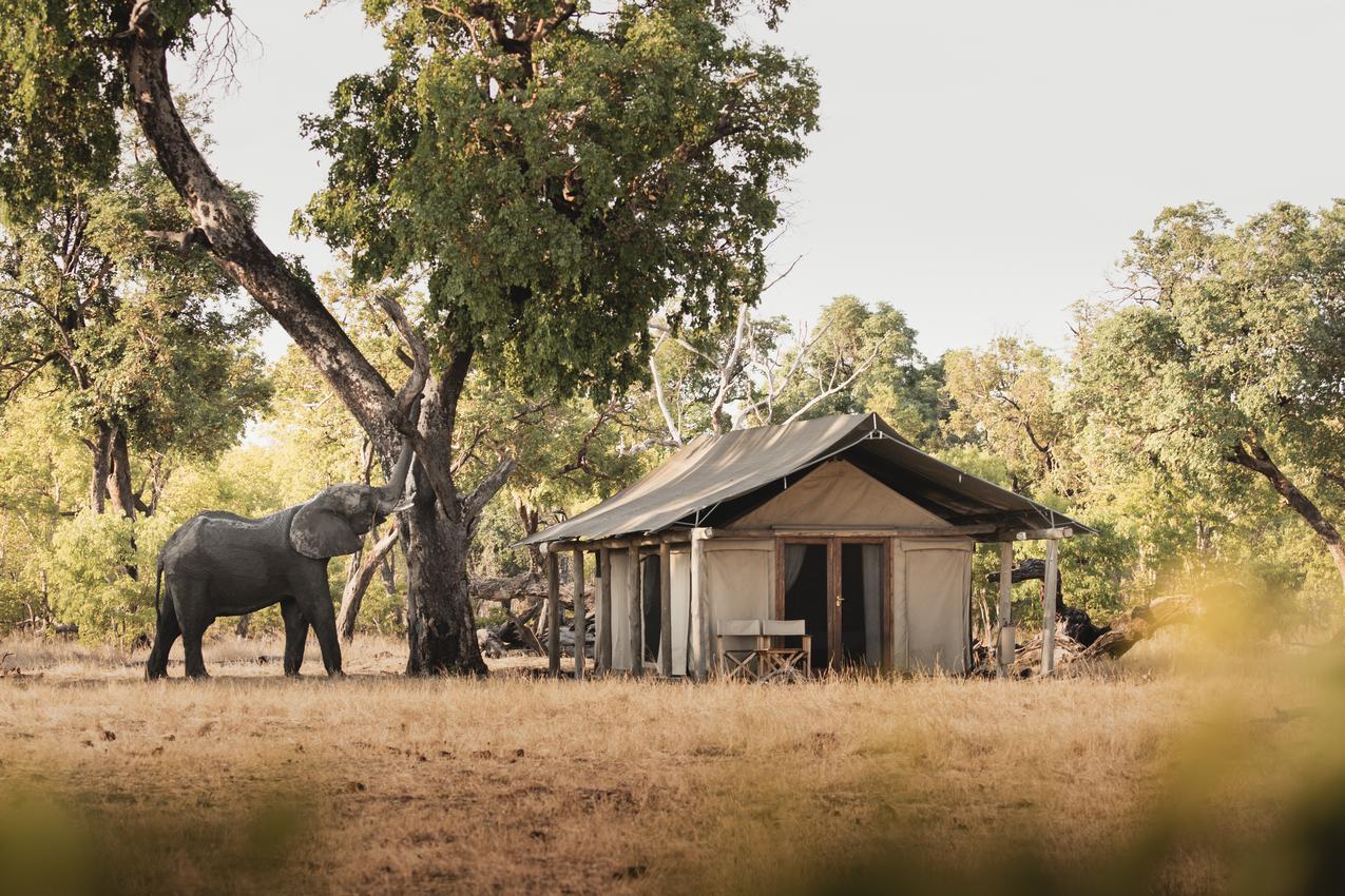 Elephant passing a tent at Davison's Camp in Hwange