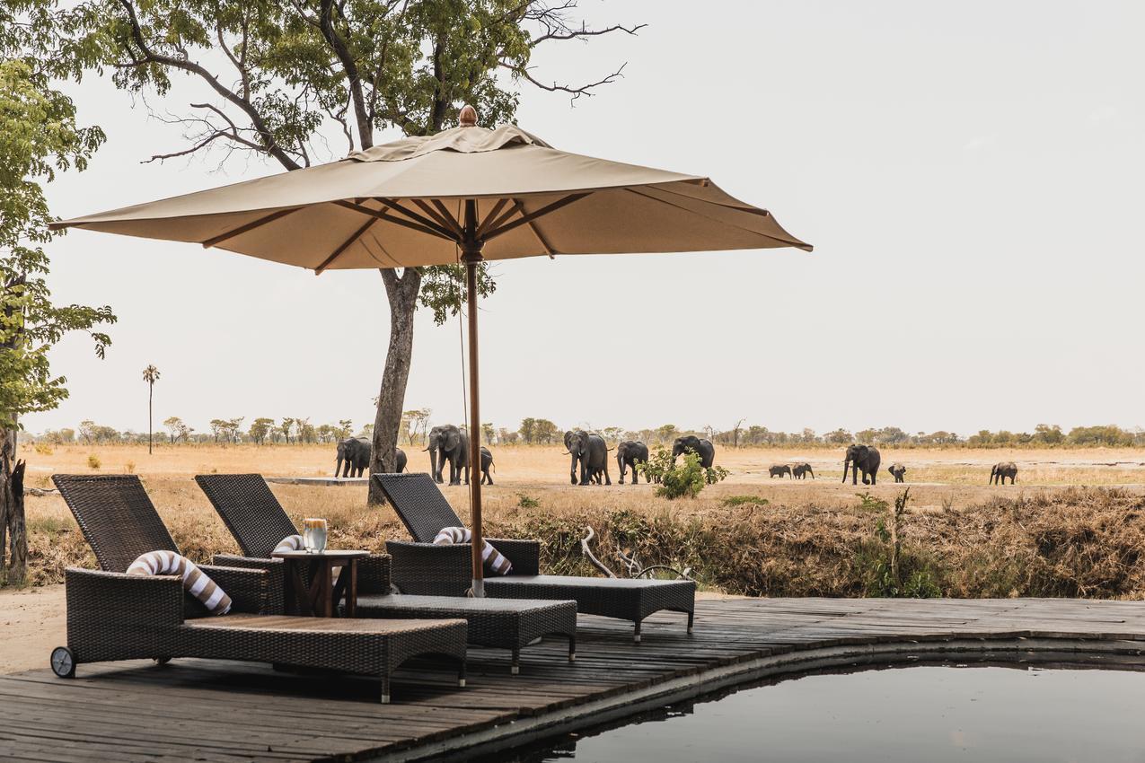 Pool with an elephant view at Davison's Camp, Hwange