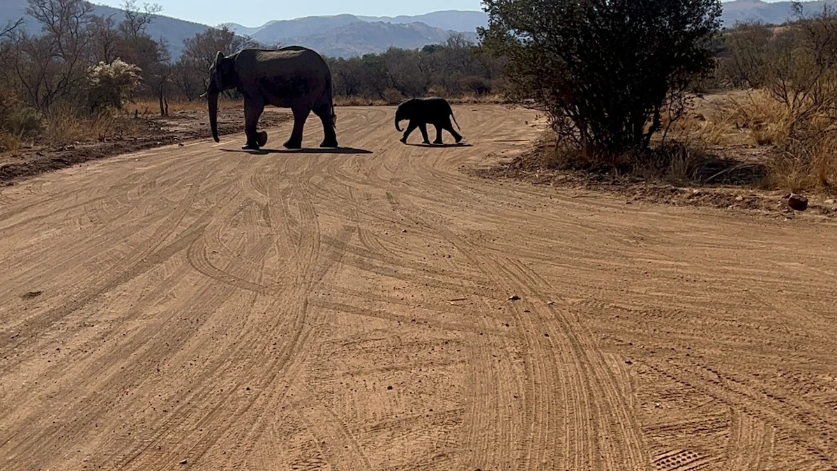Pilanesberg safari elephants
