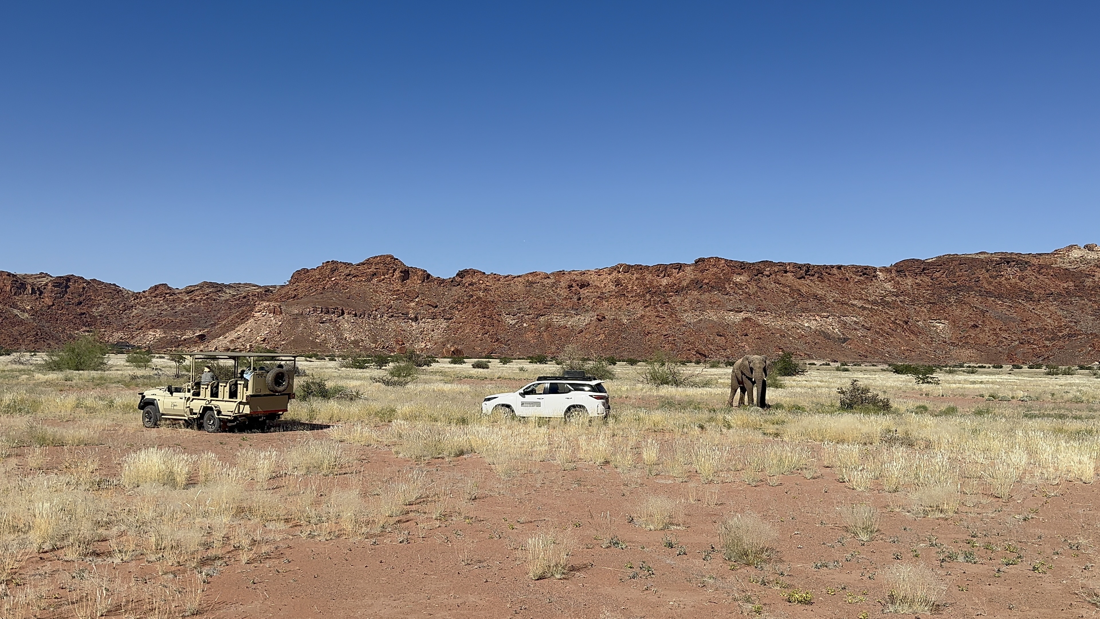 Desert-adapted elephants in Damaraland