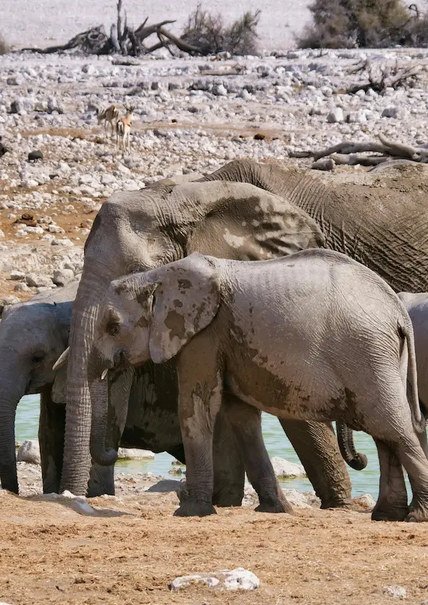Etosha National Park safari in Namibia