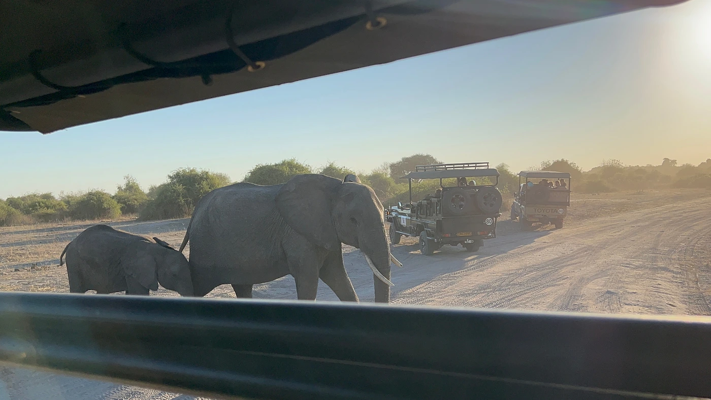Full Day Chobe Safari from Victoria Falls