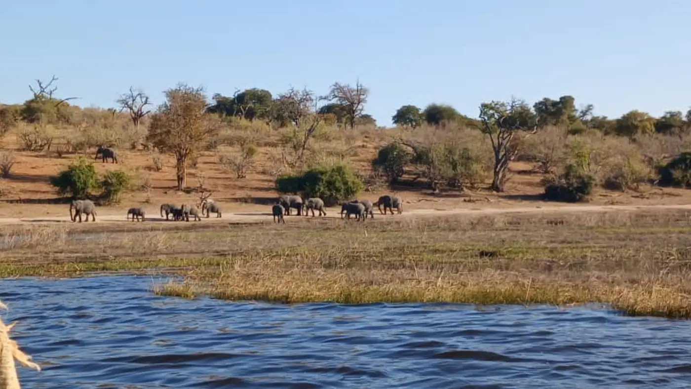 Elephants in the Zimbabwe wilderness