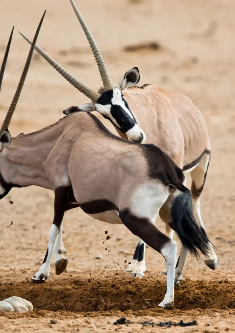 Etosha National Park Namibia safari landscape