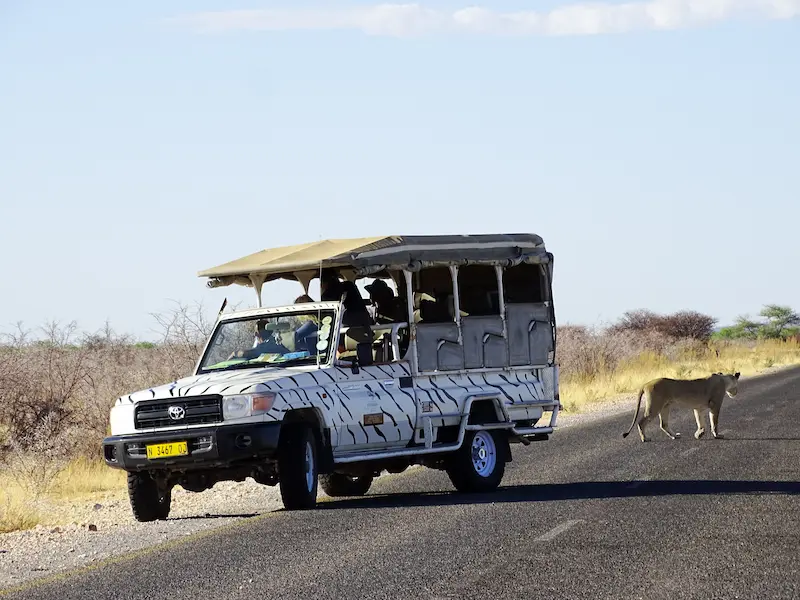 Lion on an Etosha safari game drive in Namibia