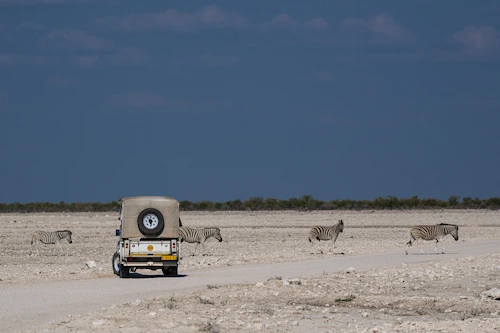 Game drive on the edge of the Etosha salt pan in Namibia