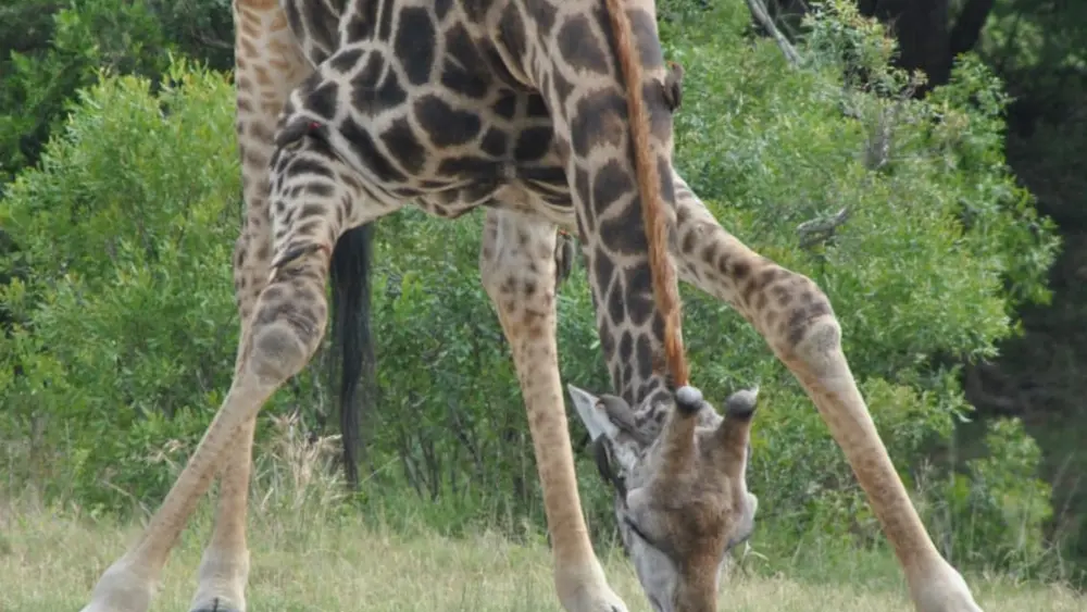 Pilanesberg Full Day Safari Tour From Johannesburg