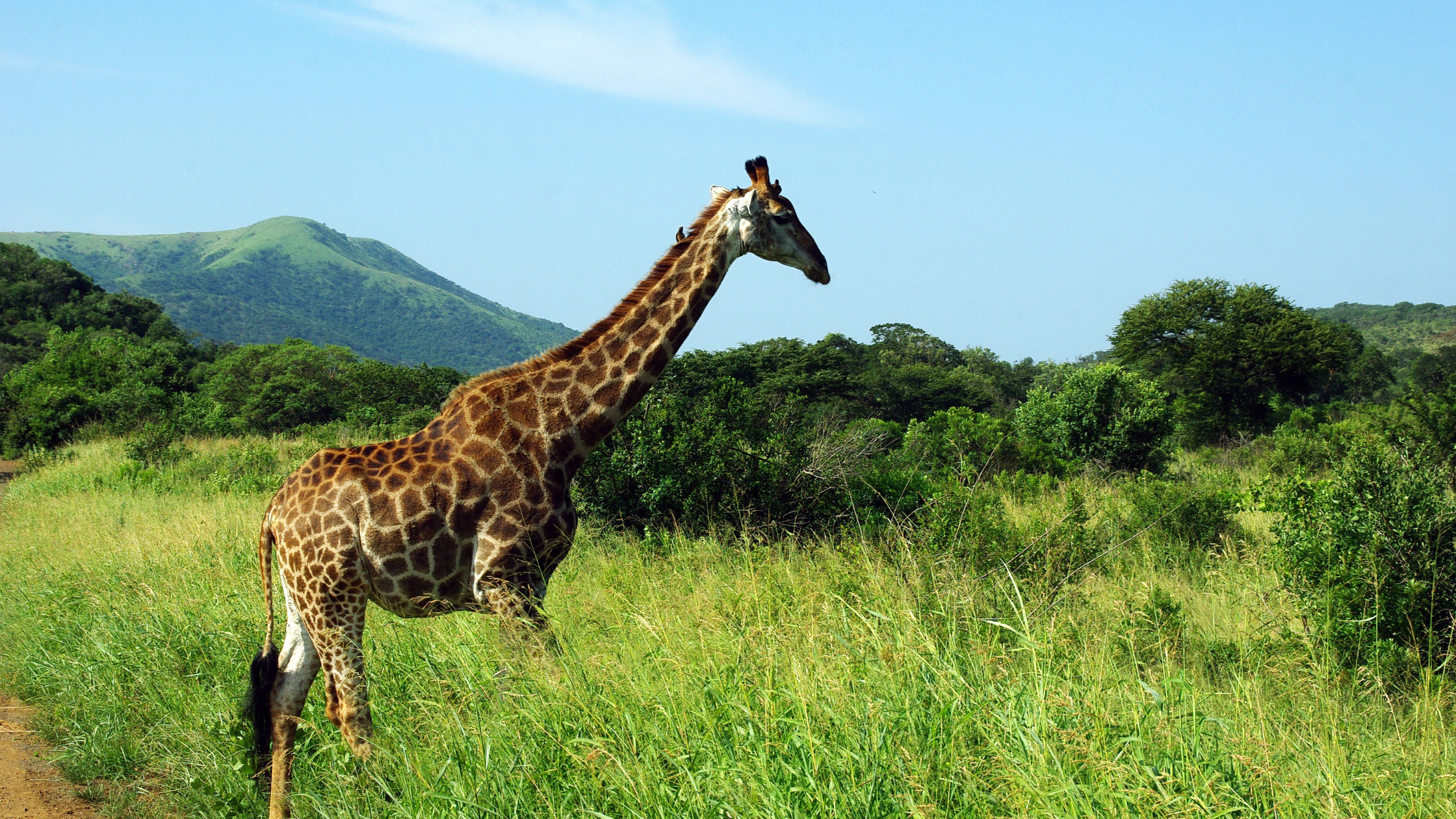 Giraffe close up