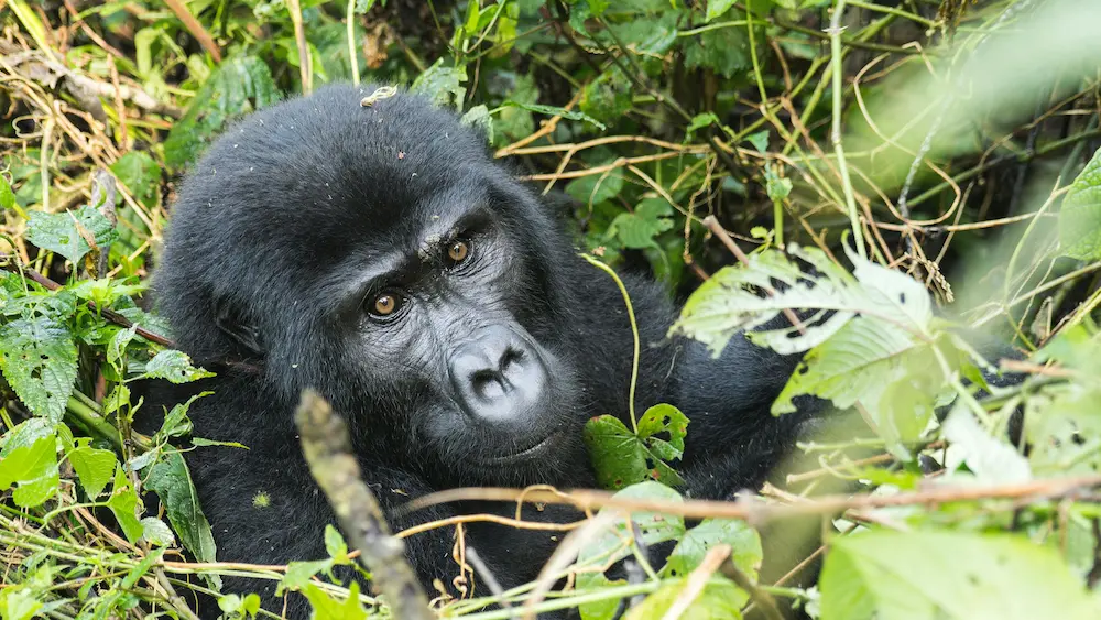 Uganda gorilla trekking in Bwindi Impenetrable National Park
