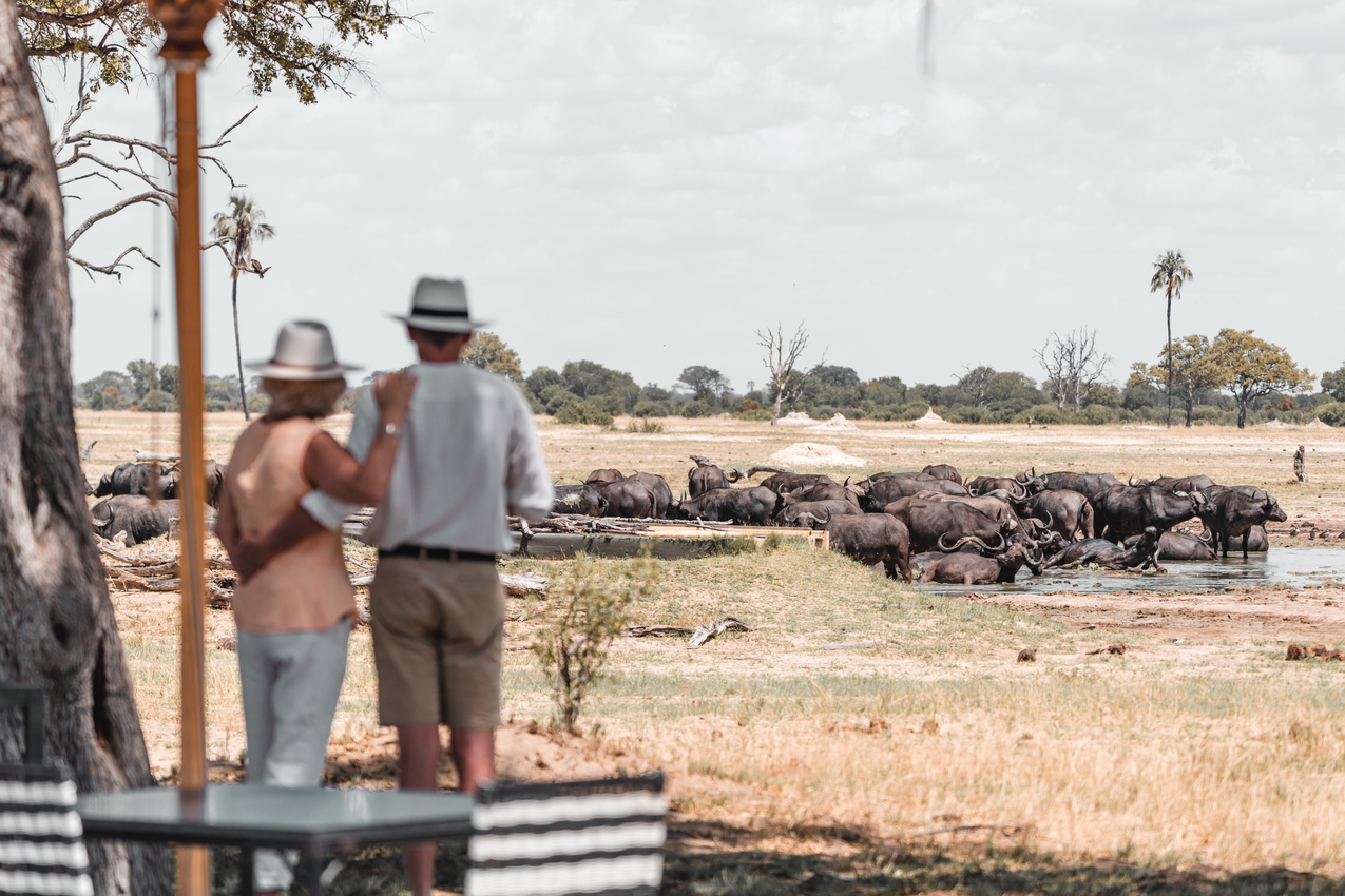 Couple watching buffalo in Hwange