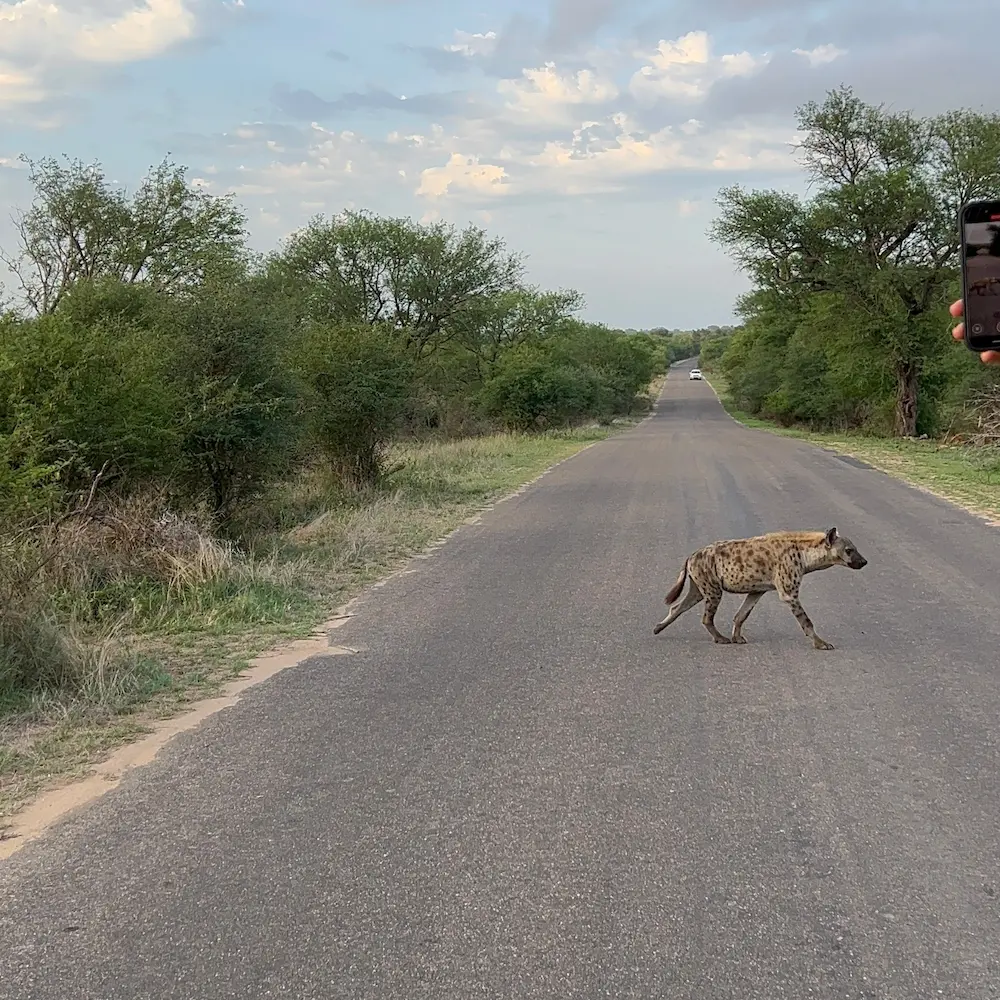 Kruger Safari Package from Cape Town 3 Days 2 Nights