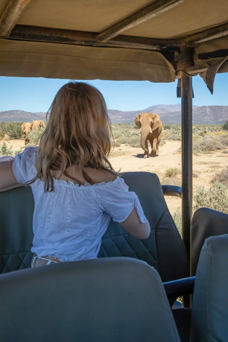 Inverdoorn elephant safari view