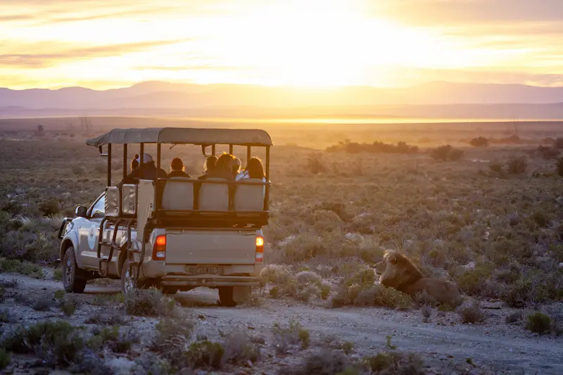 Safari vehicle near Cape Town
