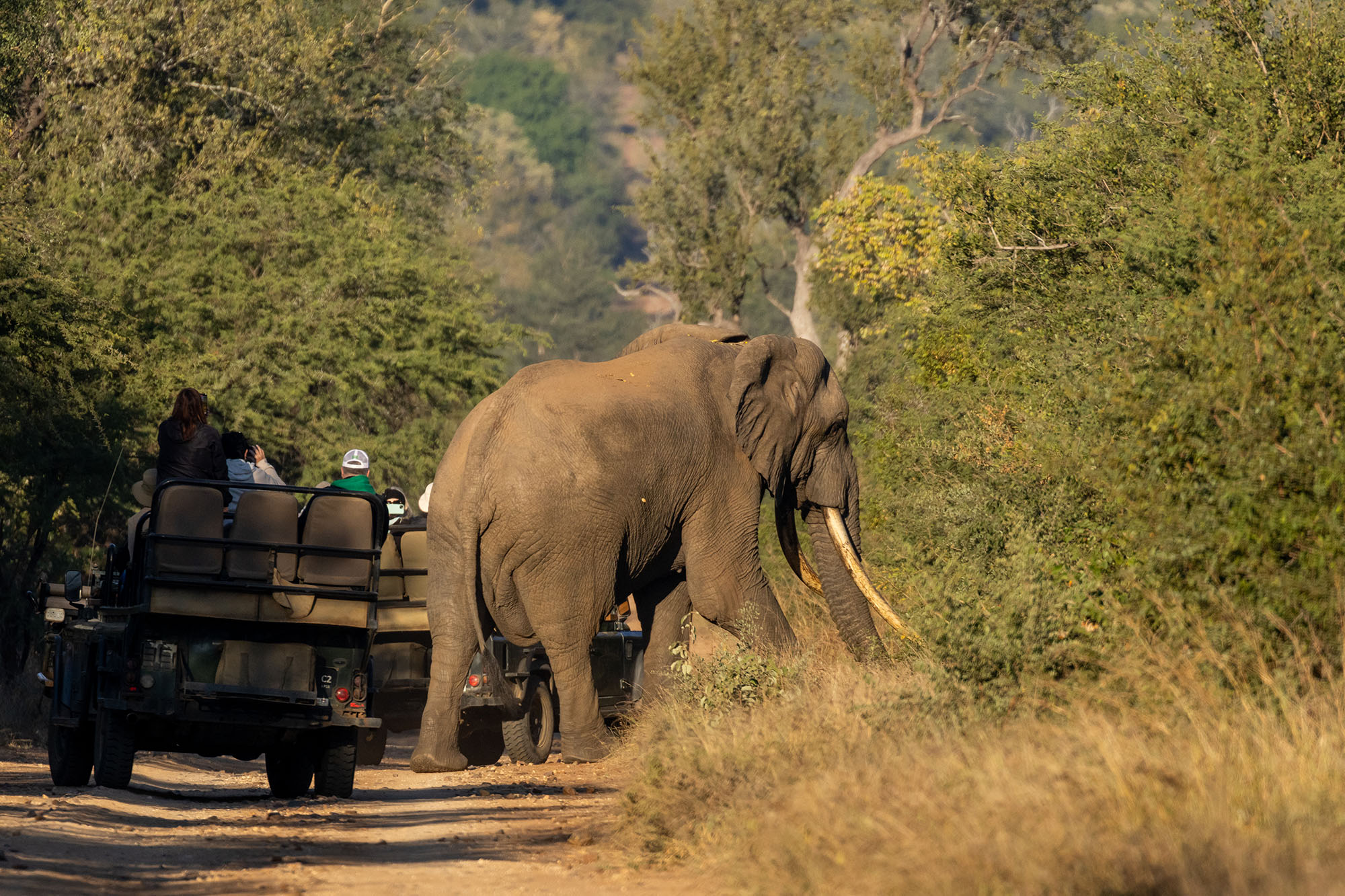 Elephant sighting on a Greater Kruger fly-in safari