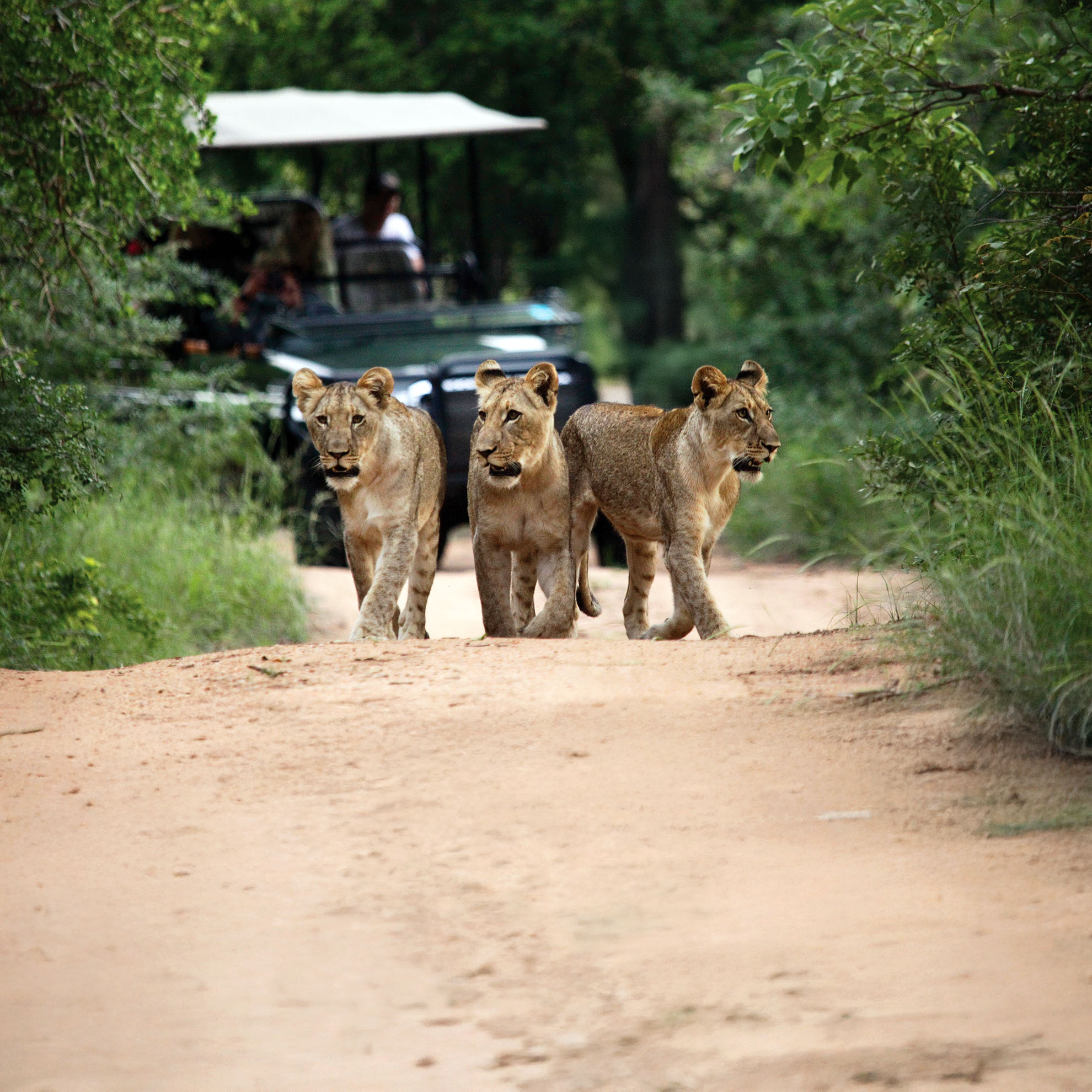 Lioness sighting at Karongwe