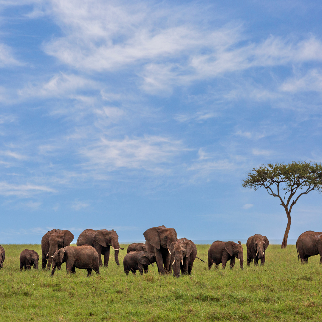 Masai Mara plains in Kenya