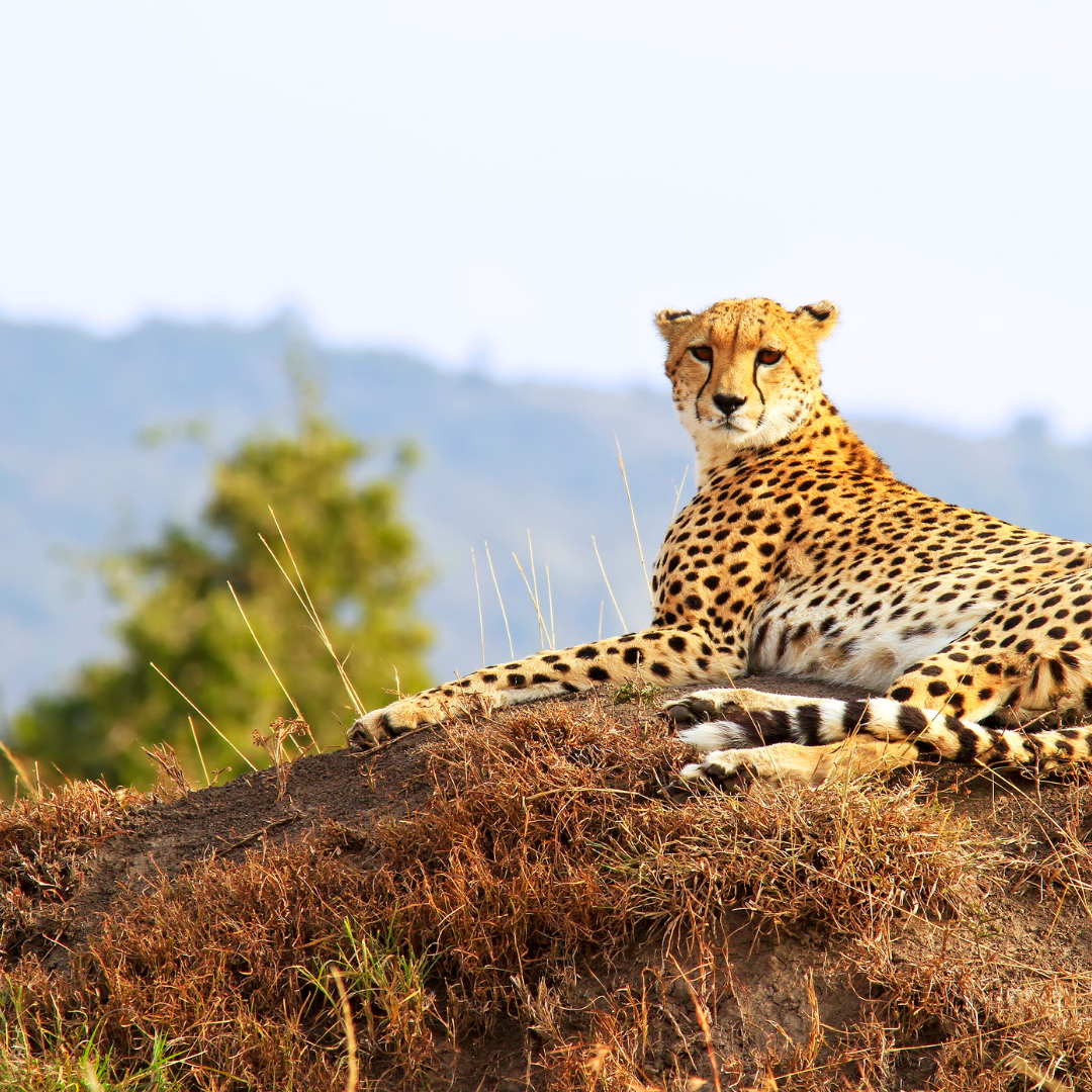 Lake Nakuru Kenya safari