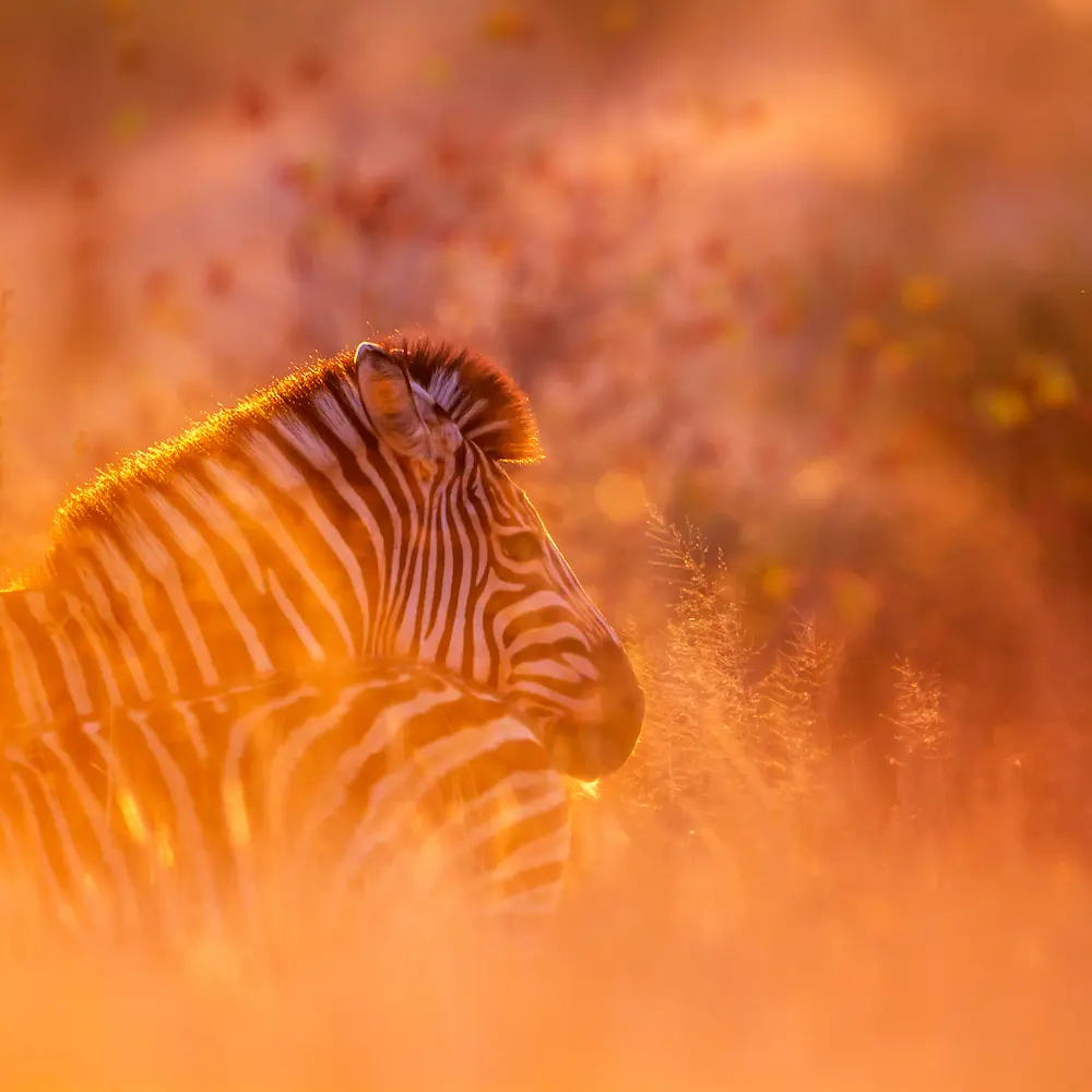 Kruger National Park safari package