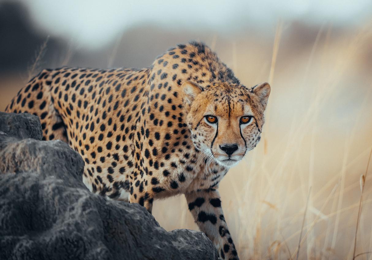 Leopard in Zimbabwe