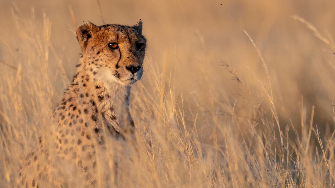Leopard near the Mababe and Khwai area, Botswana
