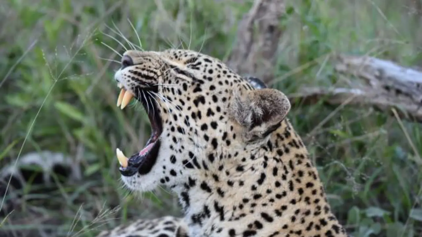 2 Days Kruger Park Tour From Johannesburg