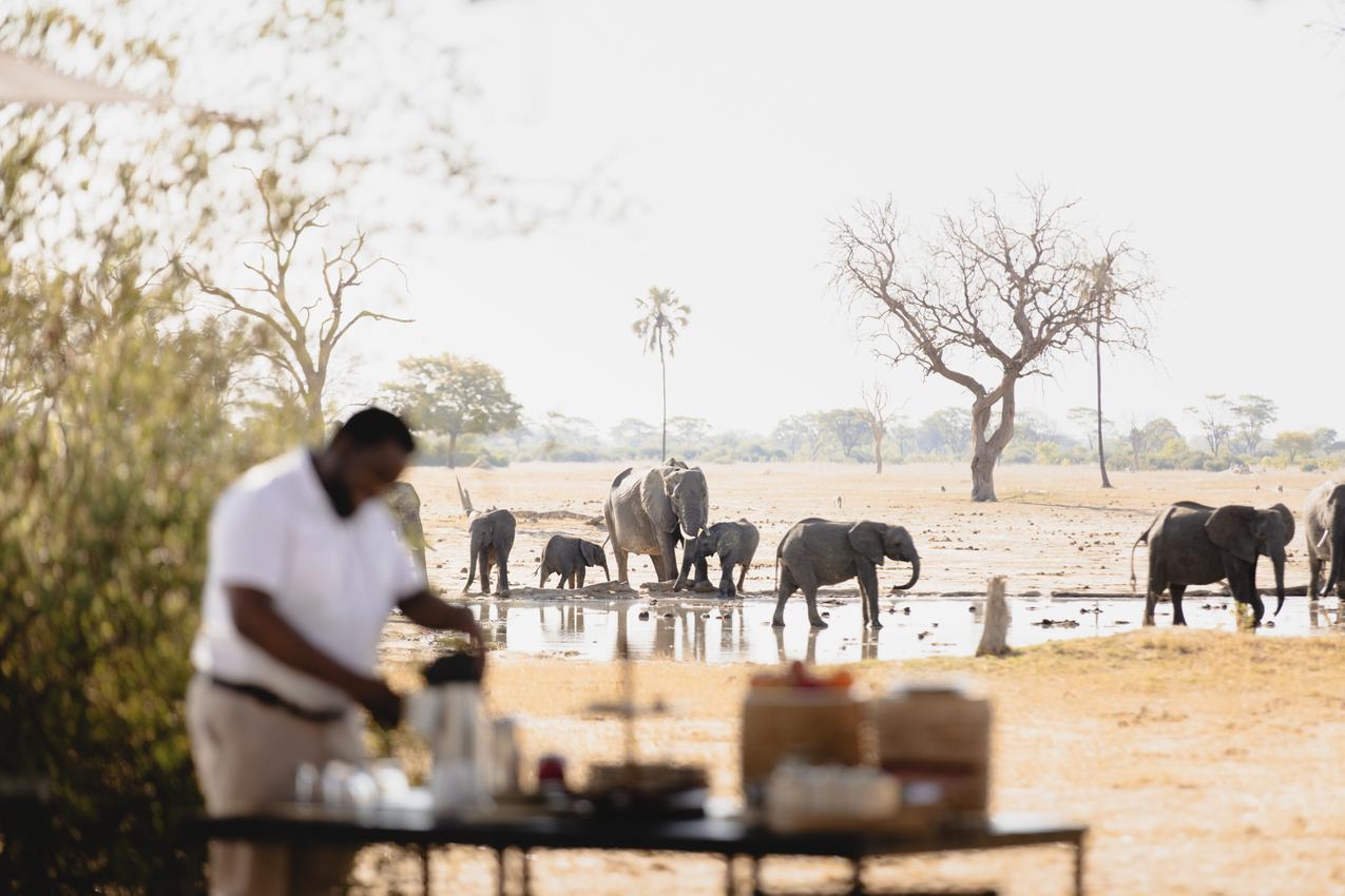 Elephants at a waterhole at sundowner time in Hwange