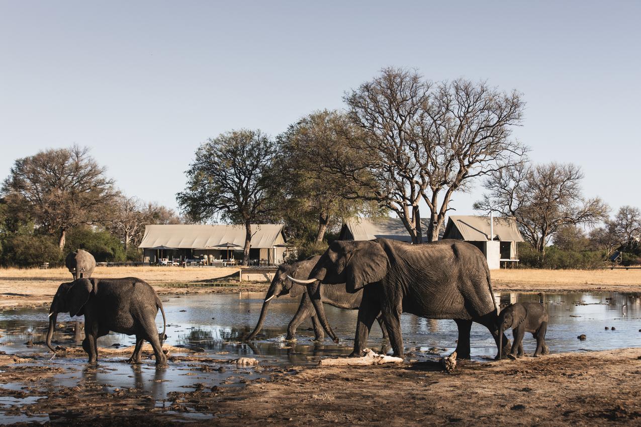Tent at Linkwasha Camp in Hwange National Park