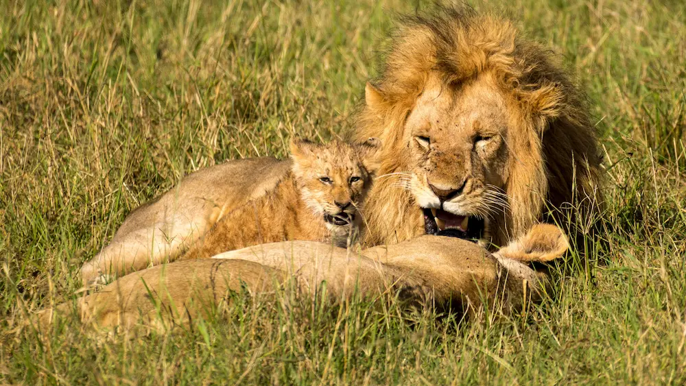 Johannesburg Lion and Safari Park Tour