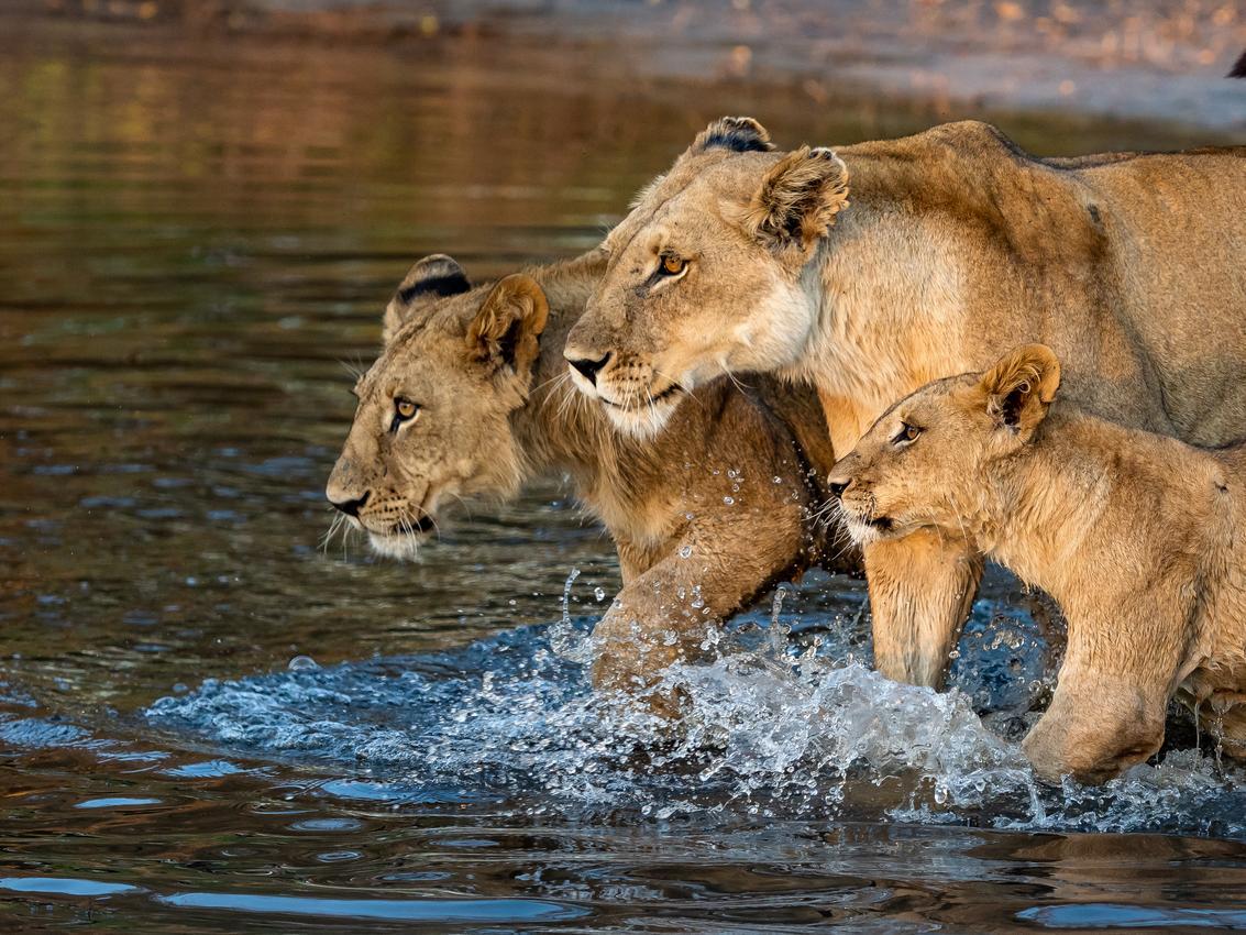 Lion pride in the Okavango Delta